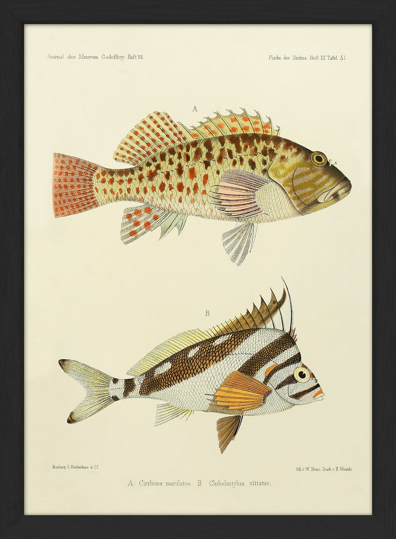 Hawkfish (Cirrhites Maculatus) and Hawaiian Morwong (Chilodactylus Vittatus). Mini Print