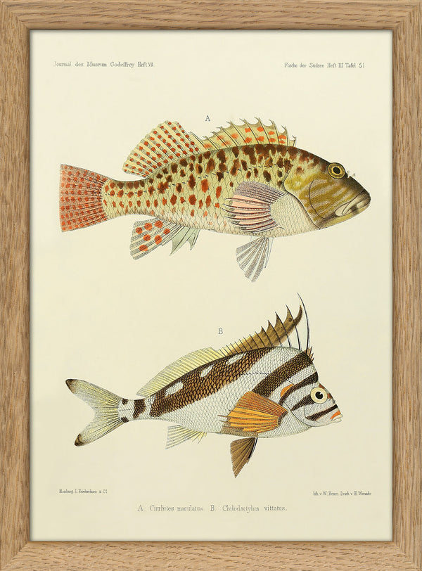 Hawkfish (Cirrhites Maculatus) and Hawaiian Morwong (Chilodactylus Vittatus). Mini Print