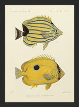 Bluelashed Butterflyfish (Chaetodon Bennetti) and Bluestriped Butterflyfish (Chaetodon Fremblii). Mini Print