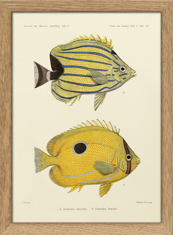 Bluelashed Butterflyfish (Chaetodon Bennetti) and Bluestriped Butterflyfish (Chaetodon Fremblii). Mini Print