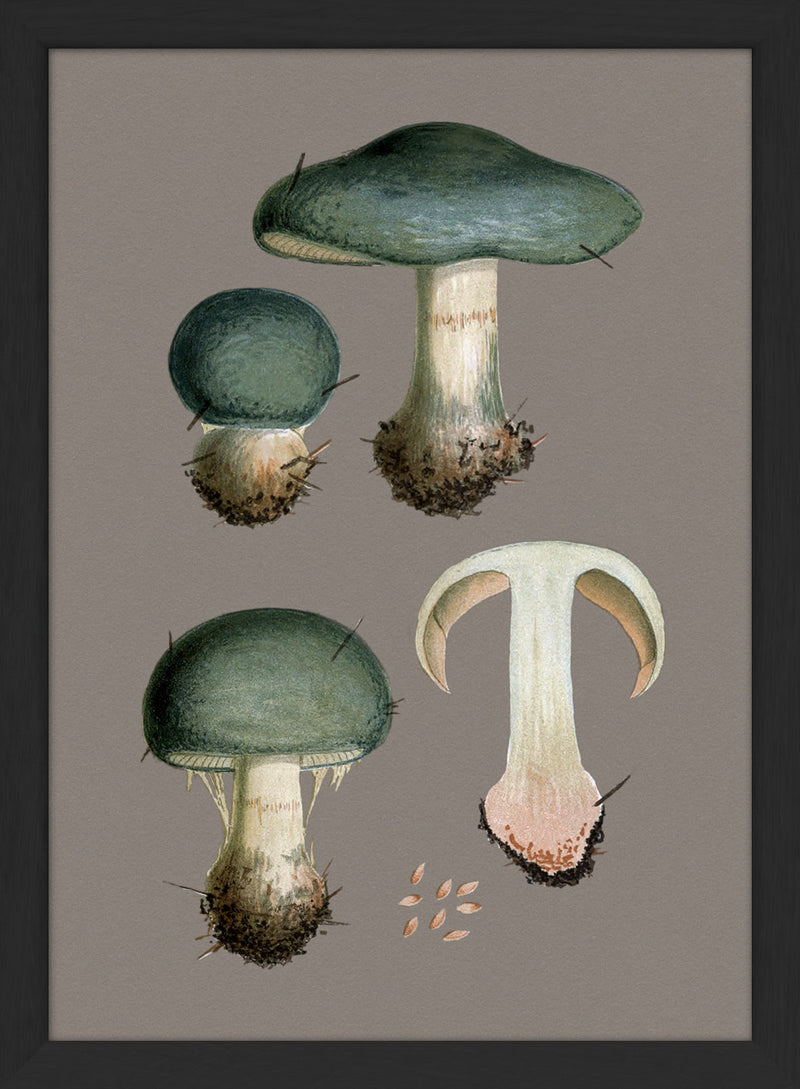 Three Blue Fungi and Details. Mini Print