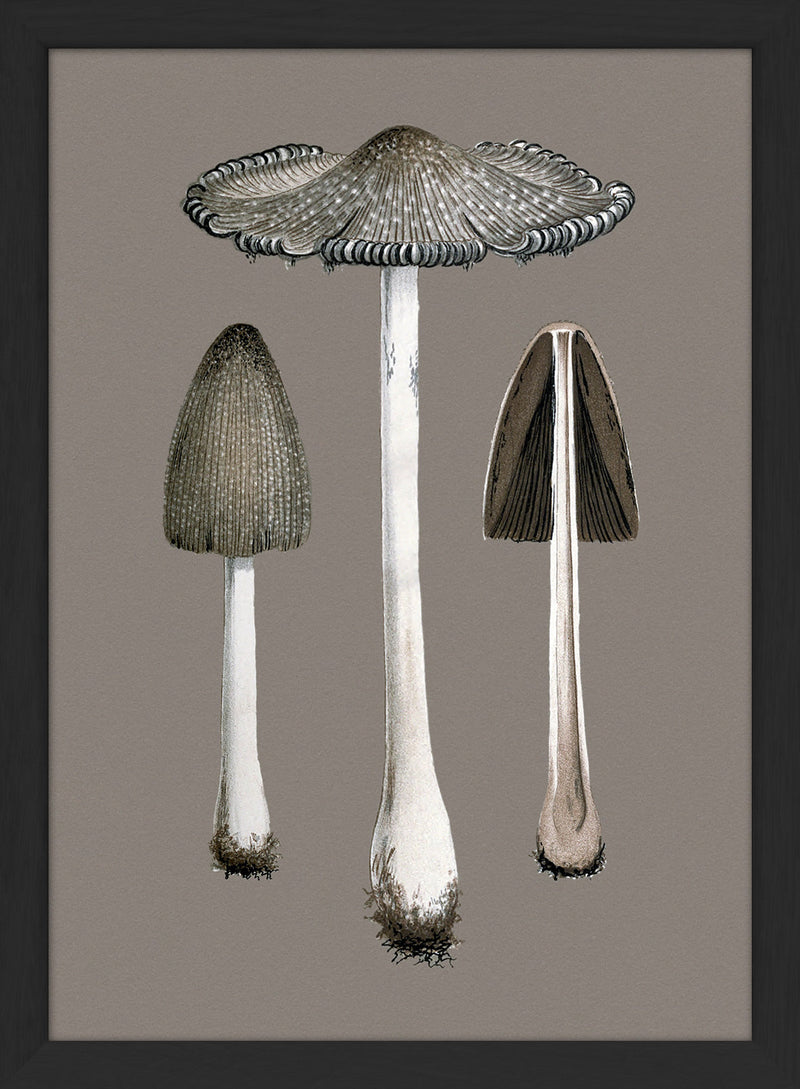 Two Fungi and Details. Mini Print