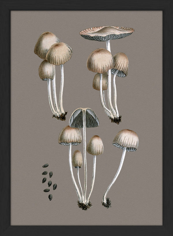 Groups of Fungi and Details. Mini Print