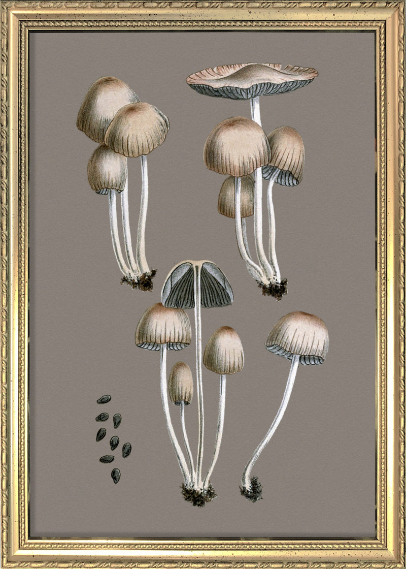 Groups of Fungi and Details. Mini Print