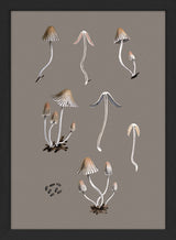 Small Fungi and Details. Mini Print