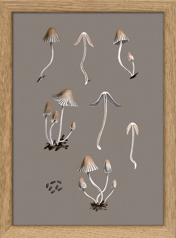 Small Fungi and Details. Mini Print