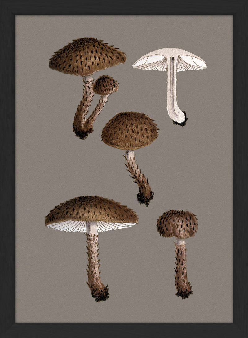 Short Brown Fungi and Details. Mini Print
