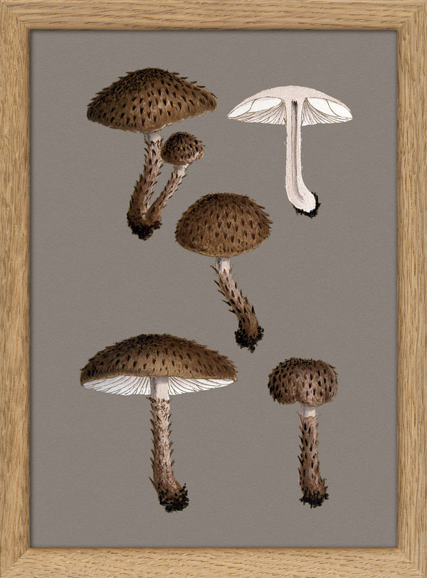 Short Brown Fungi and Details. Mini Print