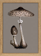 Tall Fungi. Mini Print
