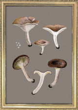 Small Brown Fungi and Details. Mini Print