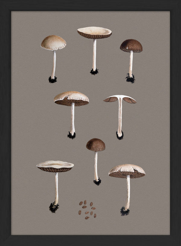 Group of Small Fungi and Details. Mini Print