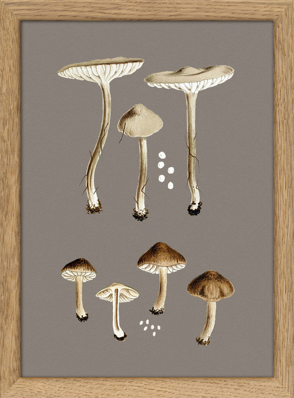 Group of Small Fungi. Mini Print