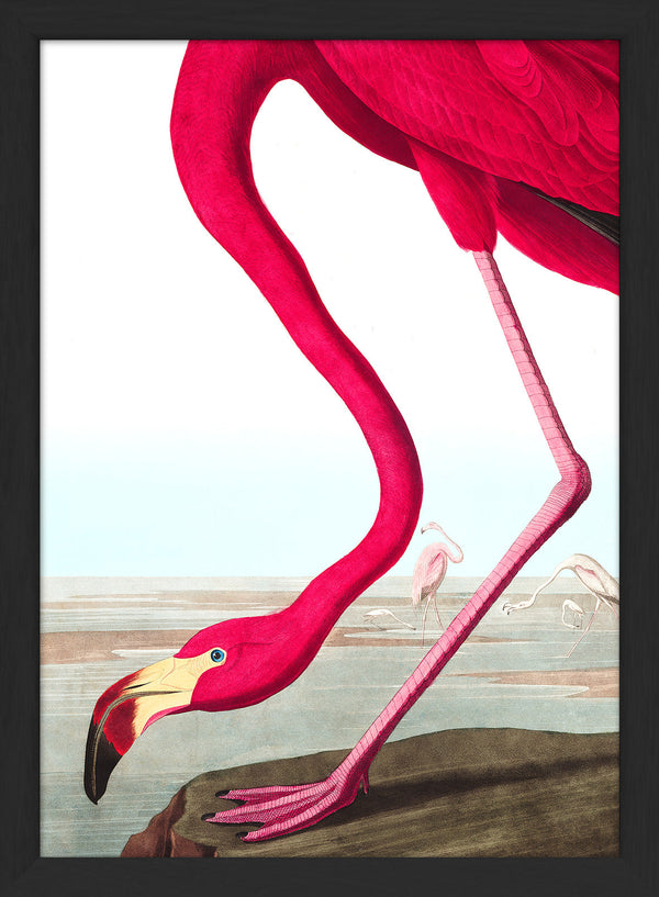 American Flamingo Close Up. Mini Print