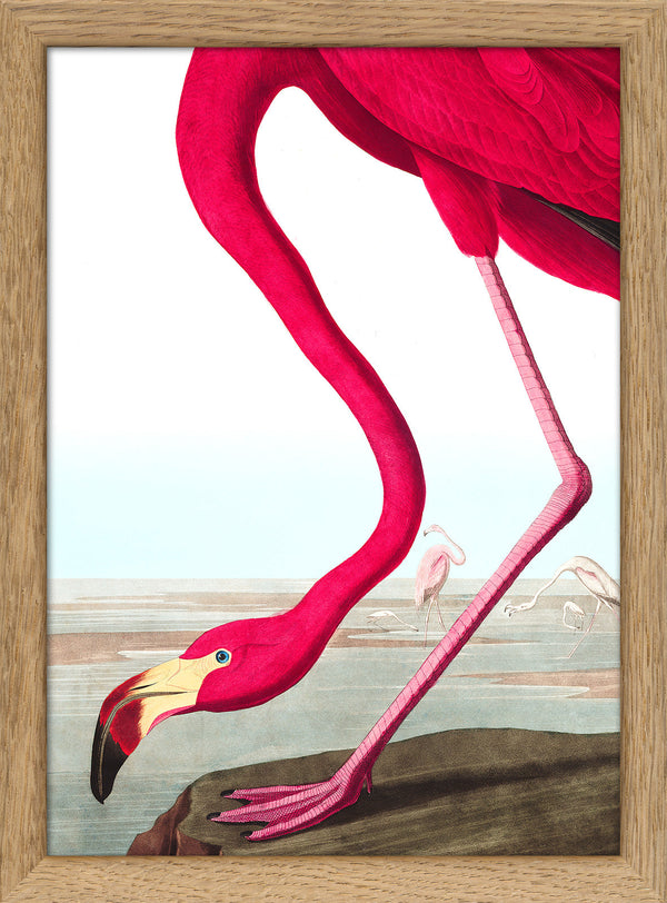 American Flamingo Close Up. Mini Print