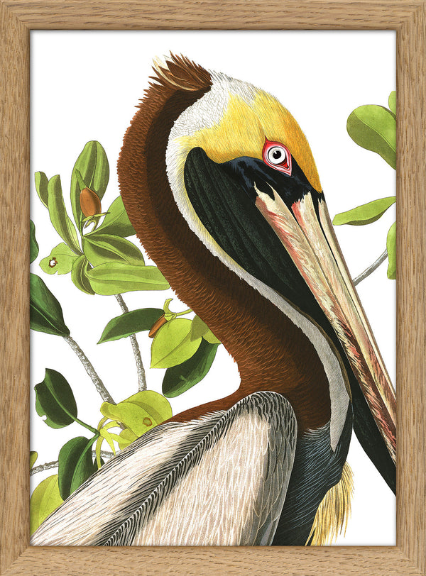 Brown Pelican Close Up. Mini Print
