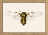 Wasp Moth. Mini Print