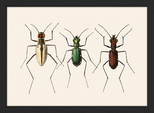 Three Beetles. Mini Print