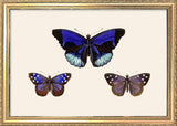 Three Blue and Purple Butterflies. Mini Print