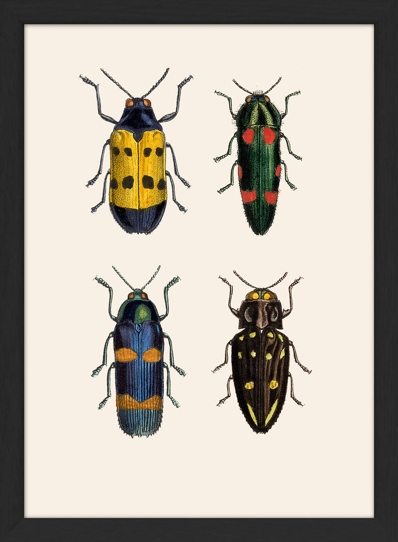 Four Beetles. Mini Print