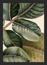 Pistachier en Fruit Close Up. Mini Print