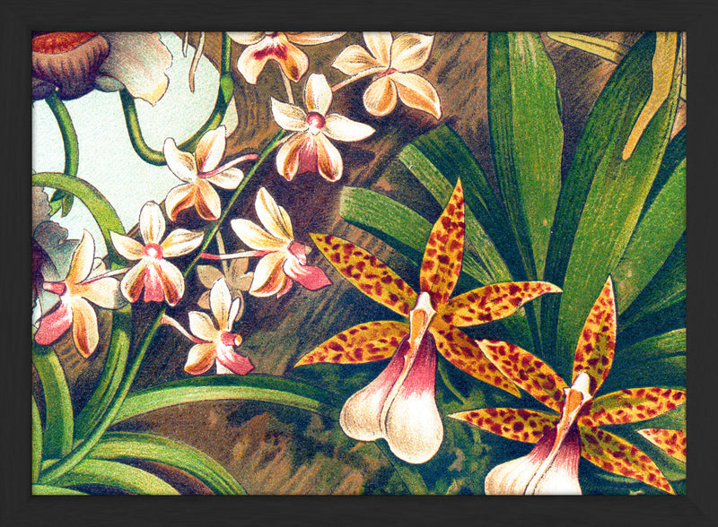 Orchids Close Up. Mini Print