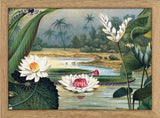 Water Lilies. Mini Print