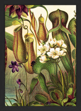 Carnivorous Plants Close Up. Mini Print