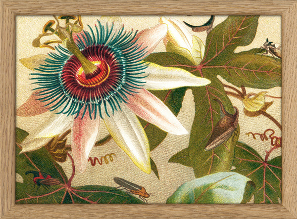 Flower and Cicadas Close Up. Mini Print