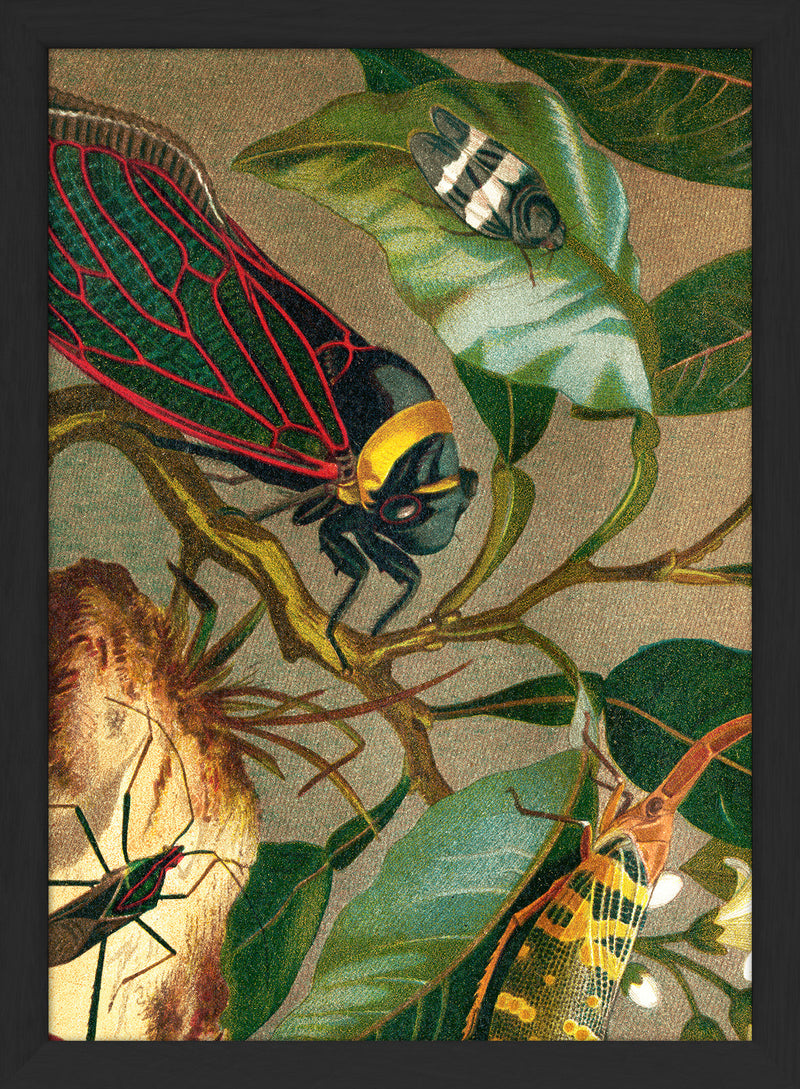 Cicadas Close Up. Mini Print