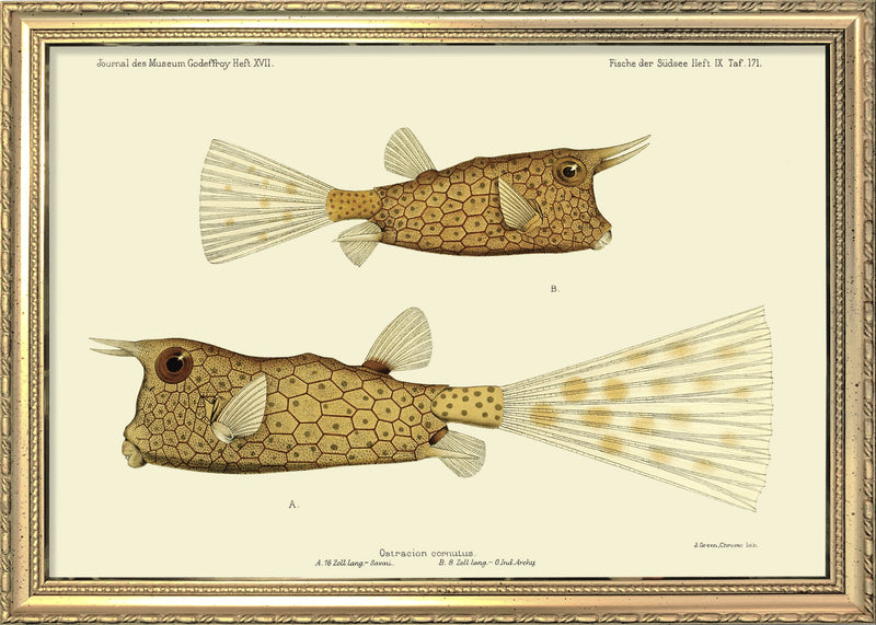 Longhorn Cowfish (Ostracion Cornutus) Mini Print