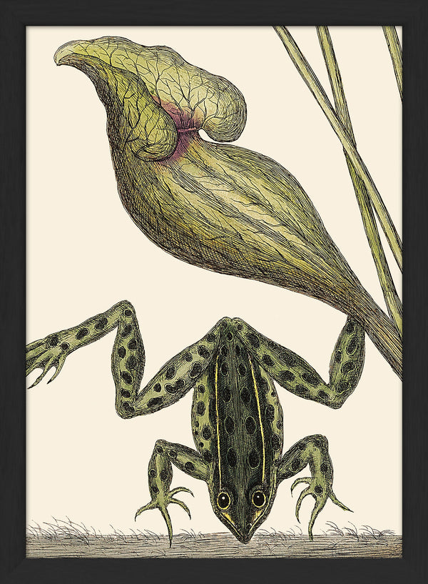 Frog Close Up. Mini Print