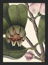 Balsam Tree Close Up. Mini Print