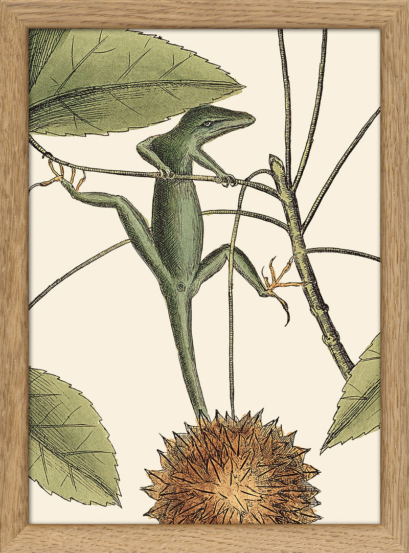 Lizard and Sweet Gum Tree Close Up. Mini Print