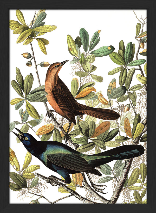 Boat tailed Grackle. Mini Print