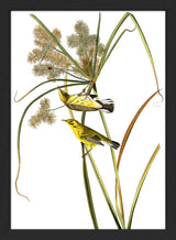 Prairie Warbler. Mini Print