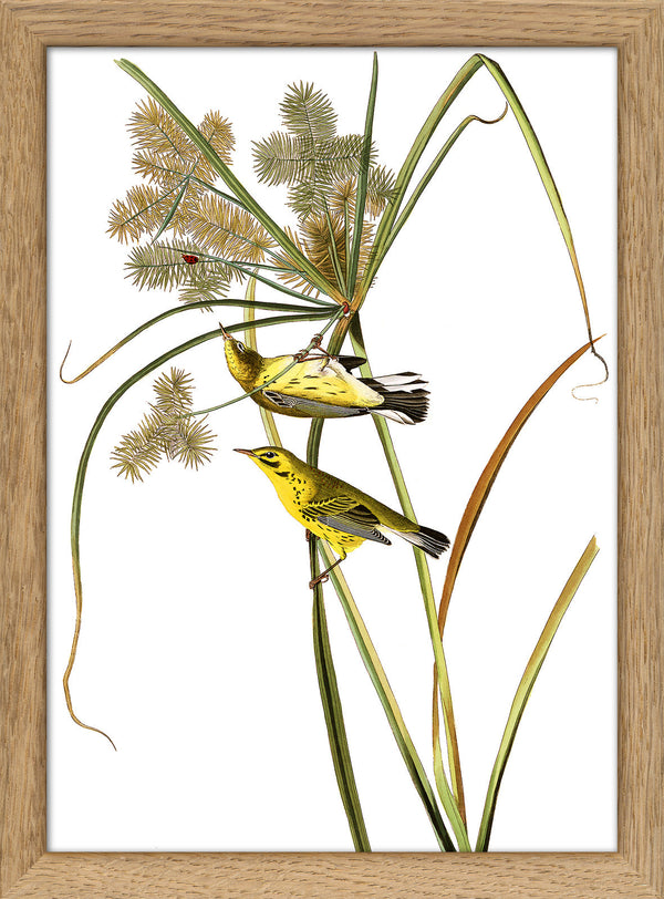 Prairie Warbler. Mini Print