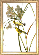 Prairie Warbler. Mini Print