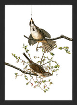 Song Sparrow. Mini Print