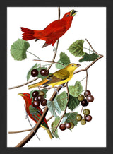 Summer Red Bird. Mini Print
