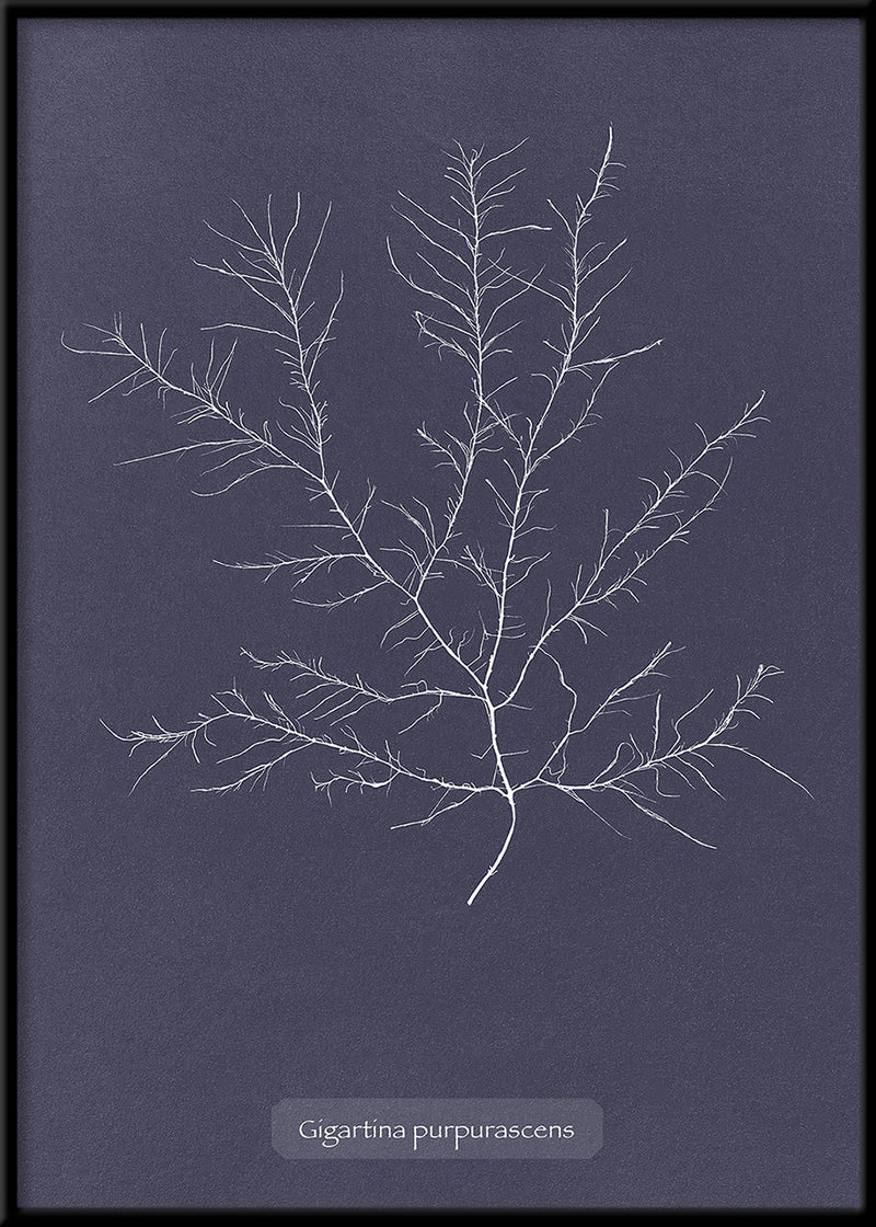 Algae Gigartina Purpurascens.
