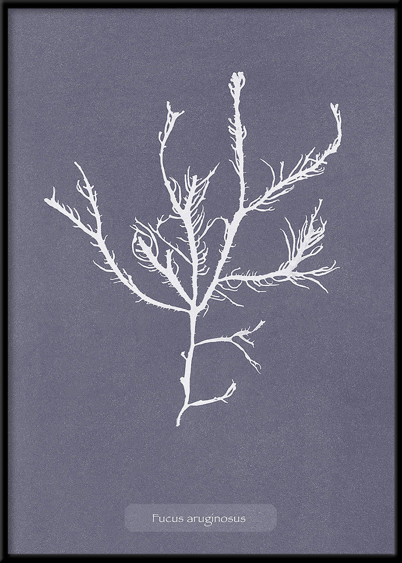 Algae Fucus Aruginosus.