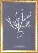 Algae Fucus Aruginosus.