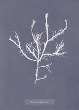 Algae Fucus Aruginosus.