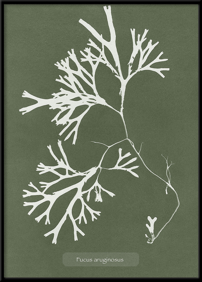 Algae Fucus Aruginous.