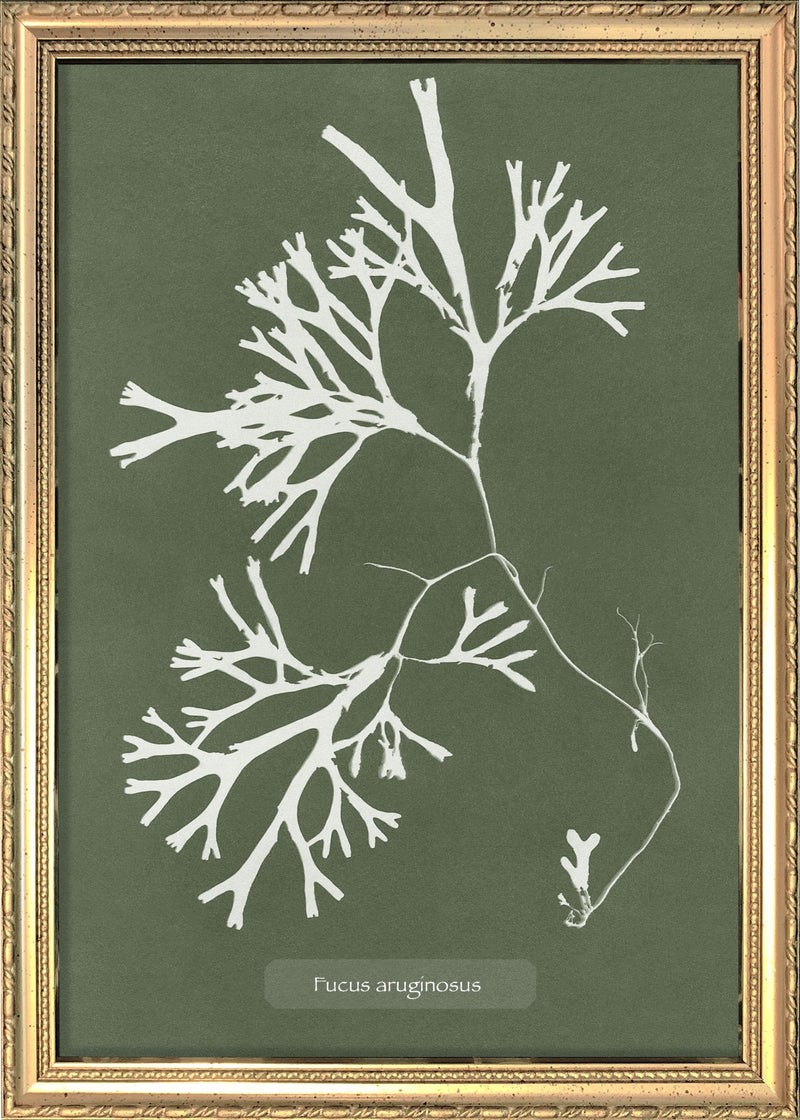 Algae Fucus Aruginous.