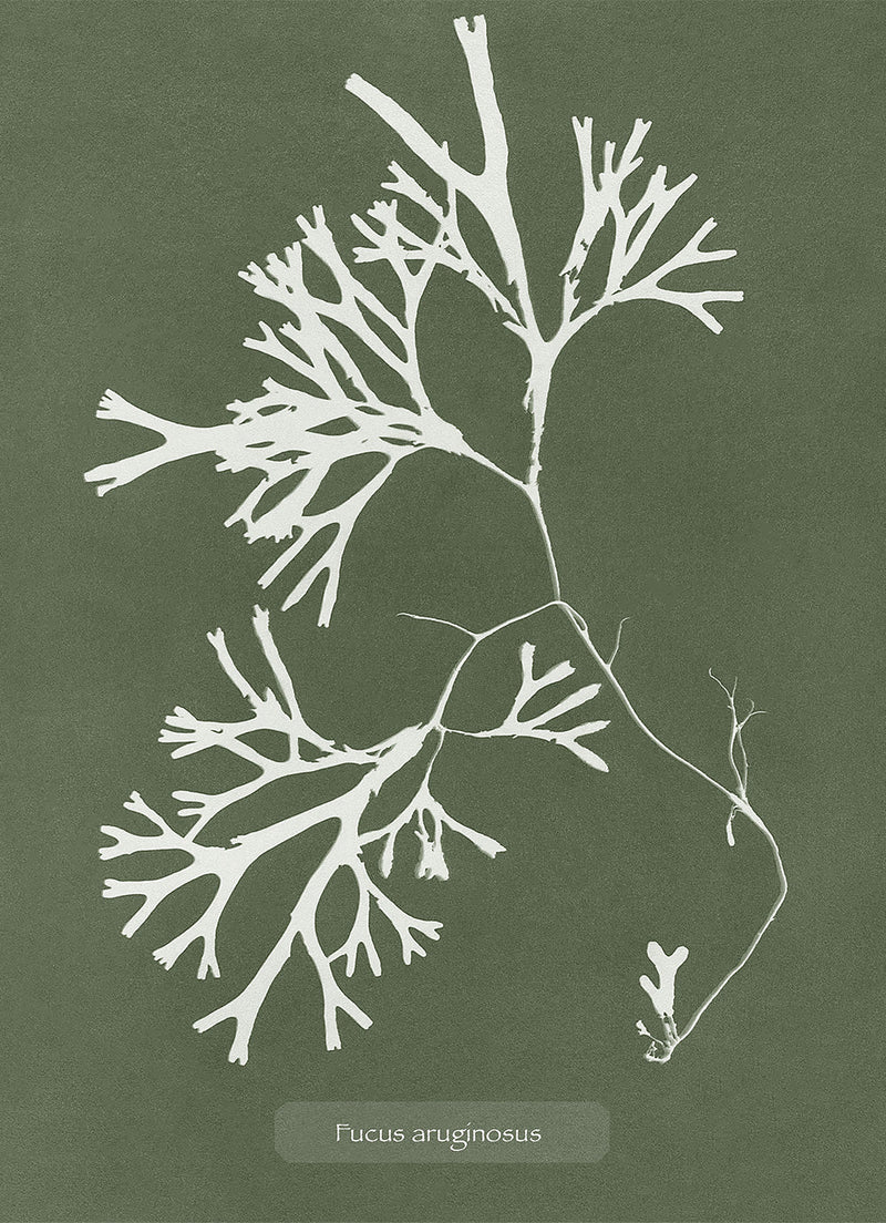 Algae Fucus Aruginous.