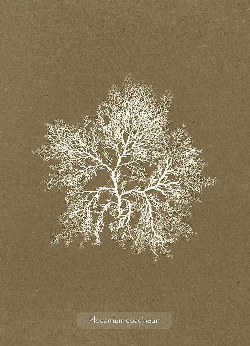 Algae Plocamium Coccineum. Mini Print