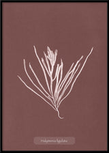 Algae Halymenia Ligulata.