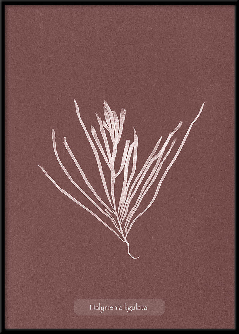 Algae Halymenia Ligulata.