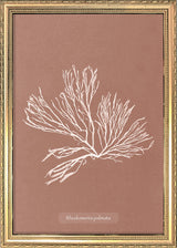 Algae Rhodomenia Palmata.